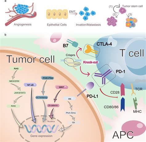 Role Of Pd 1 Pd L1 Axis In Tumor Progression And Utilization Of Download Scientific Diagram