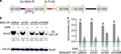 A Sam I Riboswitch With The Ability To Sense And Respond To Uncharged