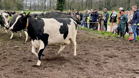 Koeiendans 2022 Bij Biologisch Melkveebedrijf N Pol In De Hof Te