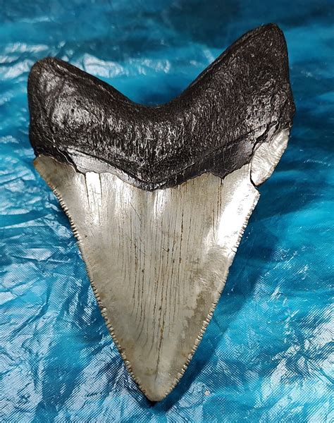 Giant Collector Quality Serrated Megalodon Shark Tooth · L1: 4.50 L2: 4 ...