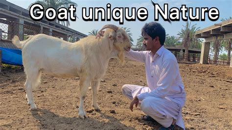 Pahari Bakra Mil Gya 🐐 Youtube