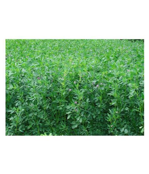 Alfalfa Lucerne Kuthiraimasal Rajka Lusan Ghas Medicago