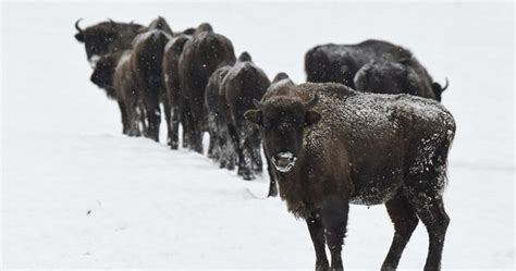 Puszcza Białowieska na Białorusi Utonęły żubry Wydarzenia w INTERIA PL