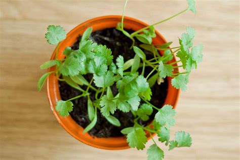 Aprenda Como Cultivar Coentro Em Vasos Guia Do Plantio Colheita