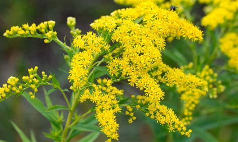 Goldenrod vs Ragweed: 5 Key Differences - Wiki Point