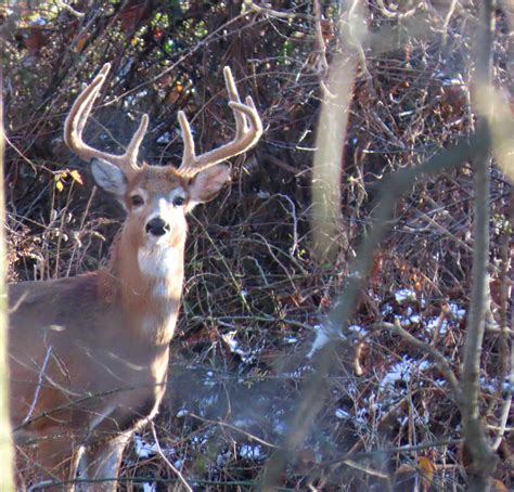 It's January and this Whitetail buck's antlers are still in velvet ...