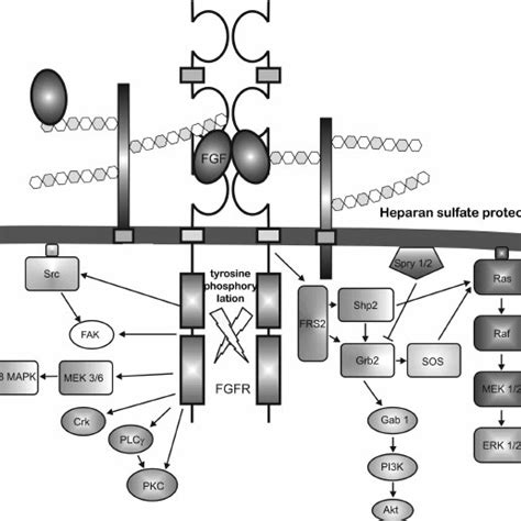 Formation Of Active Fgf Fgfr Hspg Complex And Signal Transduction Download Scientific Diagram