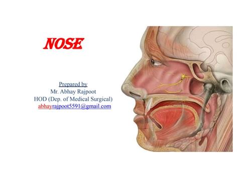 Human Nose Anatomy Diagram