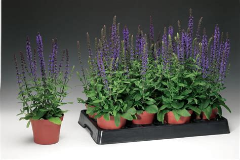 Шалфей предсказателей (102 фото) - фото - картинки и рисунки: скачать ...