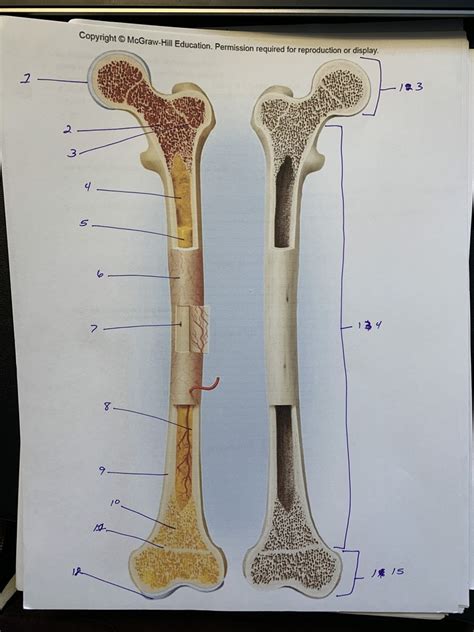 Anatomy Of Long Bone Diagram Quizlet