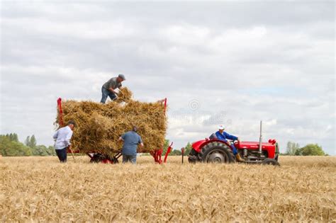 Old Vintage Massey Ferguson And Trailer In Crop Field Editorial Photo Image Of Driving