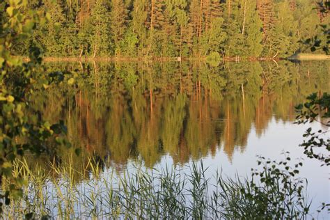 Free Images Landscape Tree Forest Marsh Swamp Branch Leaf