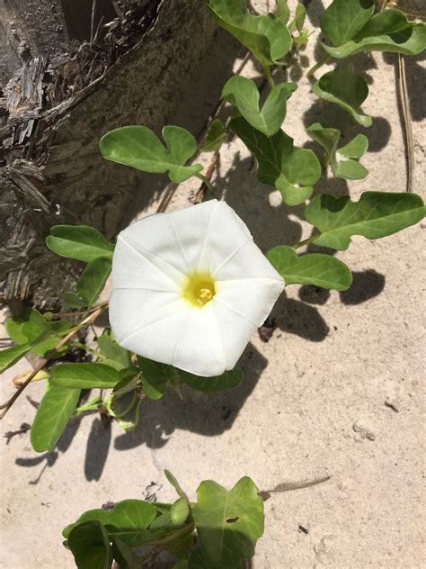 White Morning Glory Vine