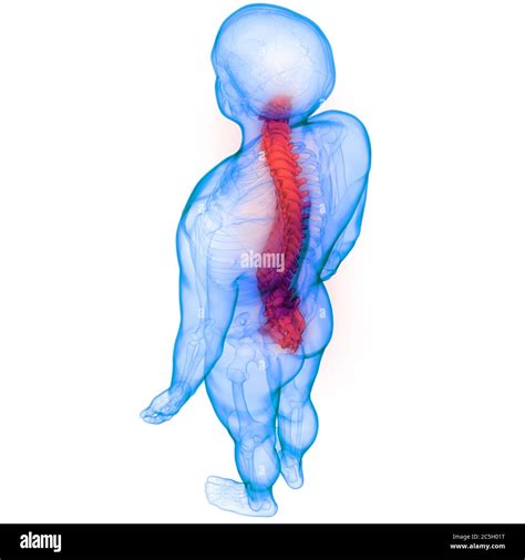 Spinal Cord Vertebral Column Of Human Skeleton System Anatomy Stock