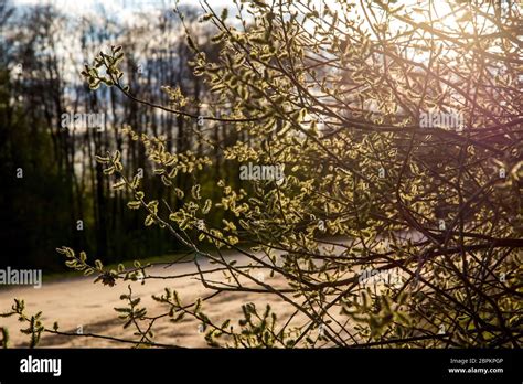 Spring Nature Background With Pussy Willow Branches Rural Landscape In