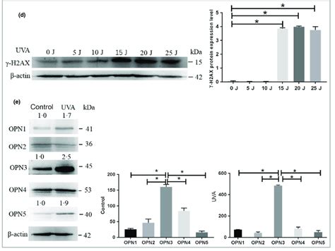 Ultraviolet Uva Irradiation Induces Opsin Opn3 Expression In Normal