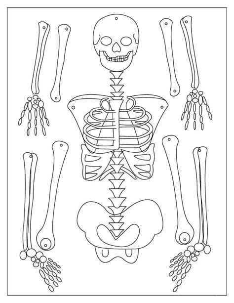 Esqueleto Perfecto Para Colorear Imprimir E Dibujar Coloringonly