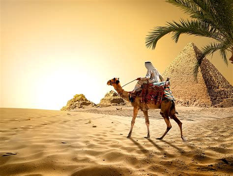 Photo Camels Egypt Cairo Desert Nature Sand Pyramid