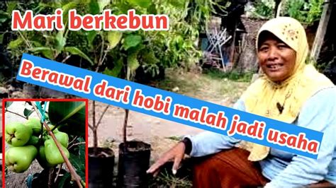 Cara Menanam Jambu Air Didalam Pot Agar Cepat Berbuah Bercocok Tanam