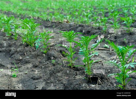 Marigold Crops Growing In Rich Black Soil Outdoor With Copy Space