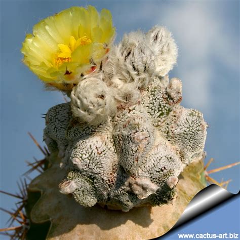 Astrophytum Myriostigma Cv Lotusland