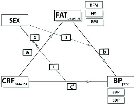 Hypothesized Moderation Model Of Potential Effects Of Sex Moderator