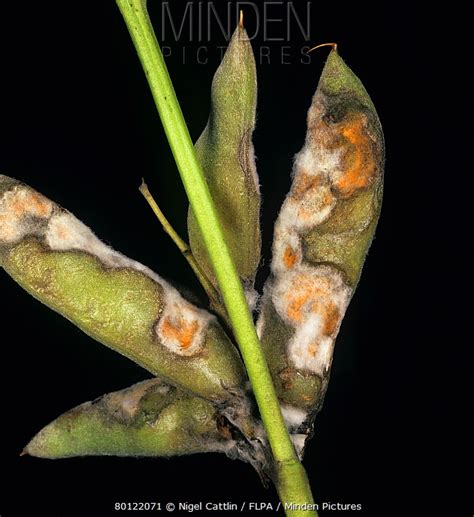 Anthracnose Stock Photo Minden Pictures