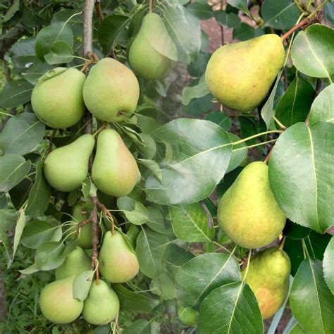 Купить саженцы Груша Москвичка в питомнике. Описание сорта, характеристики.