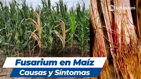 Fusarium En Ma Z Causas Y S Ntomas Youtube