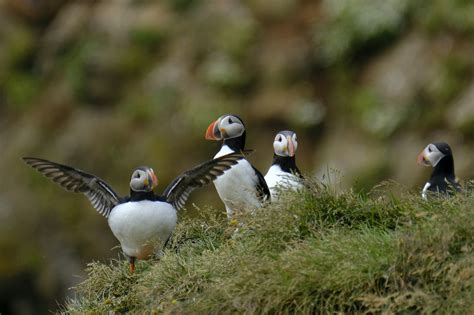 Great Breeding Season for Iceland’s Puffins