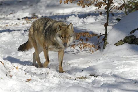 Eurasian wolf pack in snow stock photo. Image of wildlife - 8464362