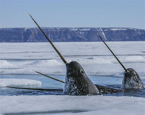 From Paulnicklen Narwhals Carefully Reach Skyward With Their Pointy