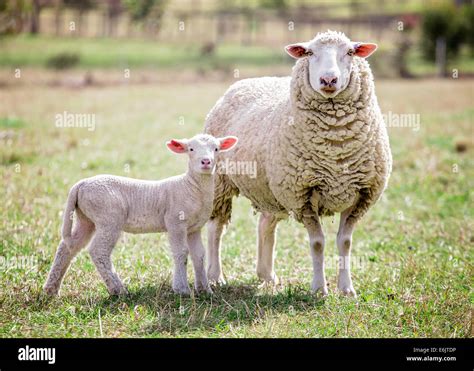 A White Suffolk Sheep With A Lamb Stock Photo Alamy