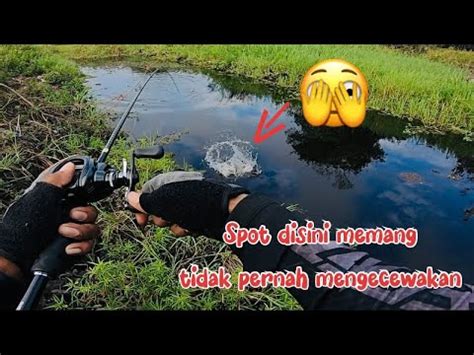 Casting Trip Hutan Borneoair Nya Mulai Surut Ikan Pada Kumpul Di