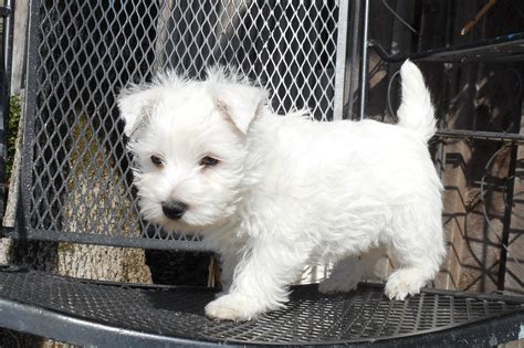 West Highland White Terrier Puppies For Sale Barstow Md