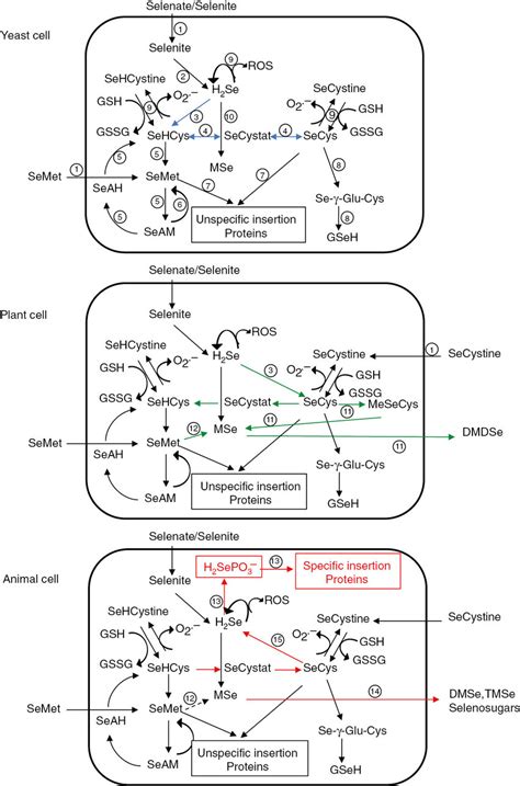 Schematic Representation Of The Main Selenium Metabolic Pathways In