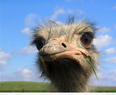 Funny Animals Wallpapers - Top Free Funny Animals Backgrounds ...