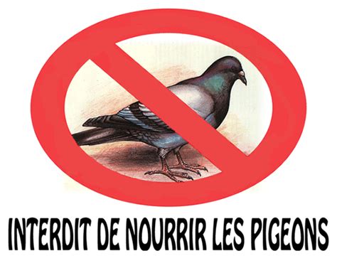 Interdiction De Nourrir Les Pigeons Jean Pierre Van Gorp