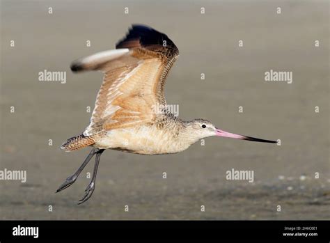 Marbled Godwit Limosa Fedoa Landing On Sandy Beach Galveston Texas