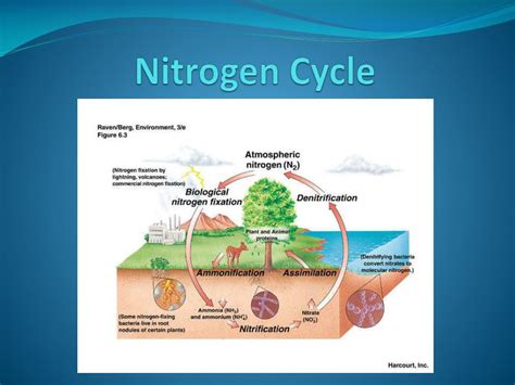 Ppt Nitrogen Cycle Powerpoint Presentation Free Download Id5023431