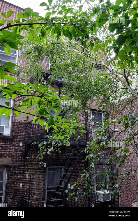 Apartamentos T Picos De La Ciudad De Nueva York Con Un Rbol Cuyas