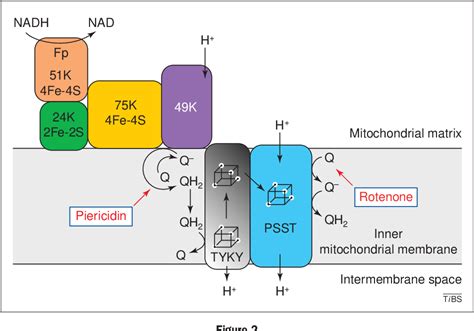 Figure 2 from Mitochondria, oxygen free radicals, disease and ageing ...