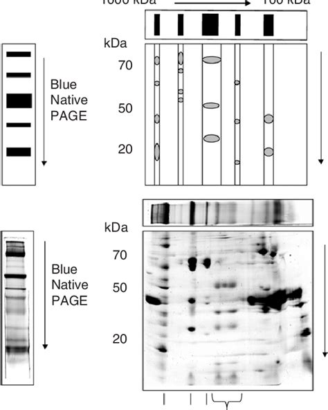 Blue Native Gel Electrophoresis Of Protein Complexes A Cartoon Of Download Scientific