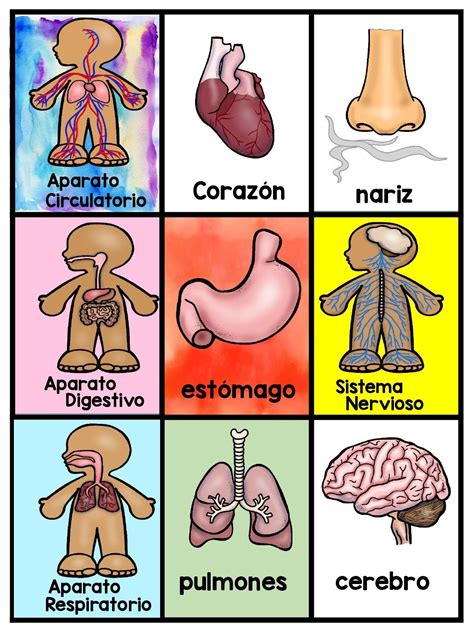 Tarjetas Para Trabajar El Cuerpo Humano En Infantil Y Primaria School