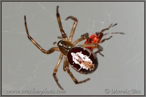 Steatoda nobilis (Thorell, 1875) – ArachnoPhoto