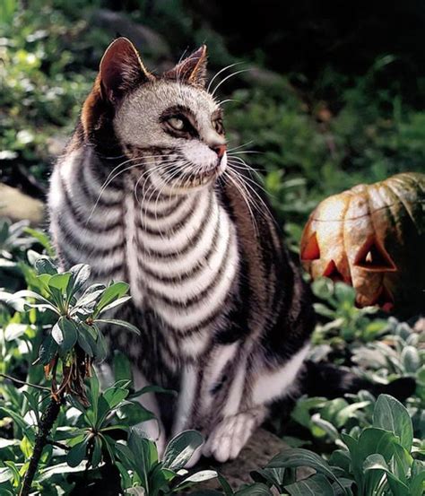 Disfraces De Halloween Para Gatos Ideas F Ciles Y Originales