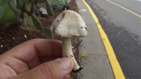 Agaricus Sect Xanthodermatei From Centro Universitario Santiago De