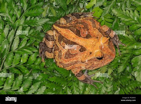 Suriname Horned Frog Ceratophrys Cornuta Stock Photo Alamy