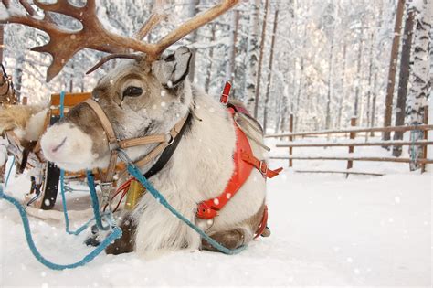 Quali Sono I Nomi Delle Renne Di Babbo Natale