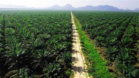 Luas Kebun Sawit Di Agam Setara Kali Ukuran Kota Bukittinggi Kata